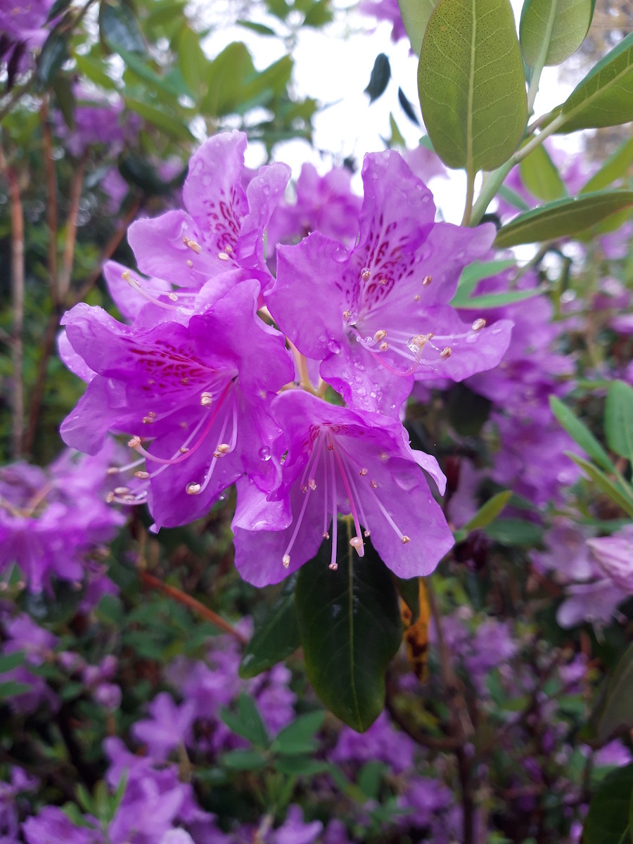 R. oreotrephes 'Pentland' AM